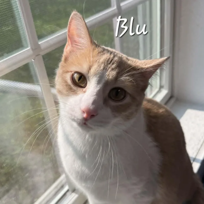 Blu thumbnail 2