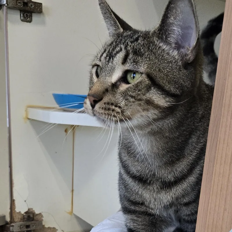 An adult medium-sized male Tabby (Brown / Chocolate) Domestic Short Hair cat named Marine for adoption in Mokena, IL