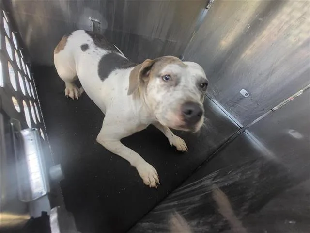 A young medium-sized female American Staffordshire Terrier dog named Rosita for adoption in San Antonio, TX