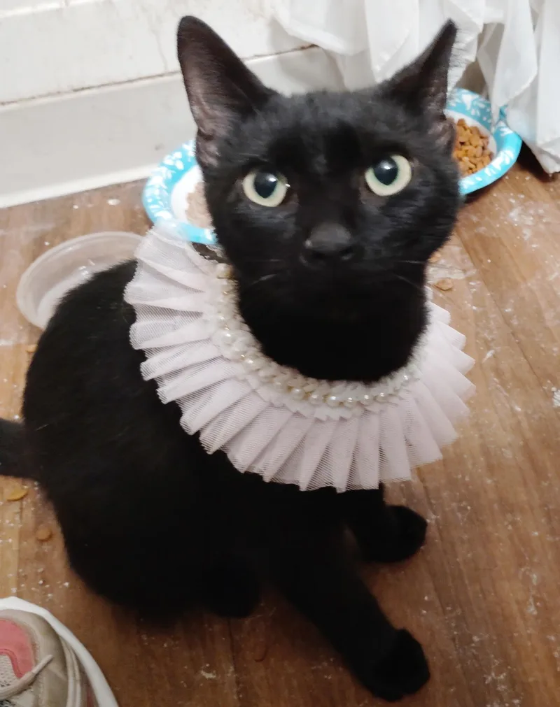An adult medium-sized female Black Domestic Short Hair cat named Lily Pad for adoption in Grove City, OH