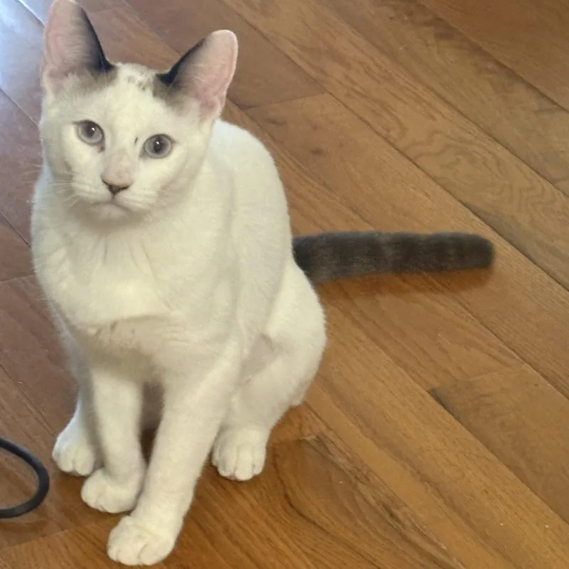 A young medium-sized female Domestic Short Hair cat named Glitter for adoption in Medford, MA