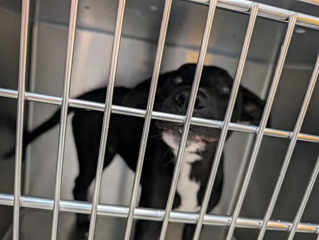 A young medium-sized male Pit Bull Terrier dog named Emmett for adoption in Tucson, AZ