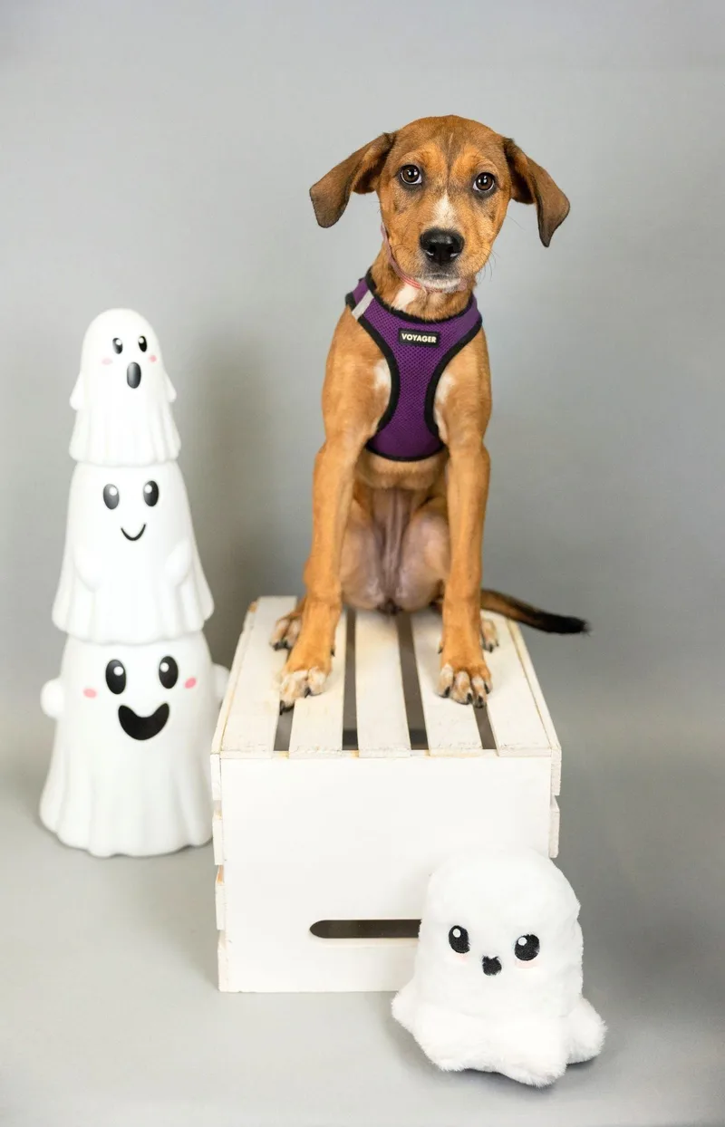 A baby medium-sized female Terrier dog named 861-26 for adoption in Brighton, CO