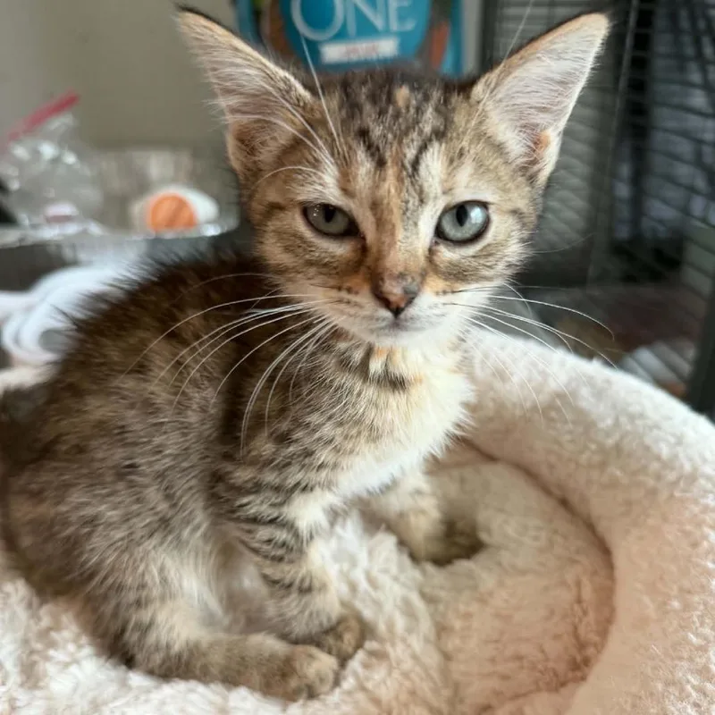 A baby small-sized male Brown / Chocolate Domestic Short Hair cat named Lupe for adoption in San Antonio, TX
