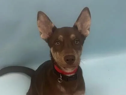 A baby large-sized female Australian Kelpie dog named Blair for adoption in Woodbury, MN