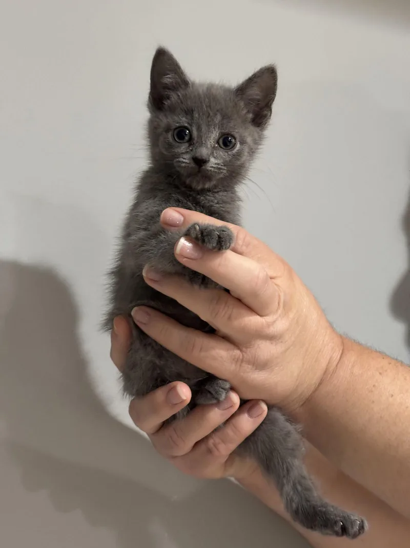 A baby medium-sized female Gray / Blue / Silver Domestic Short Hair cat named CAT  Nikaelyn for adoption in GILBERTS, IL