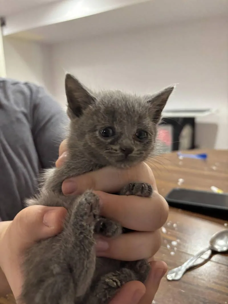 CAT  Nikaelyn thumbnail 2