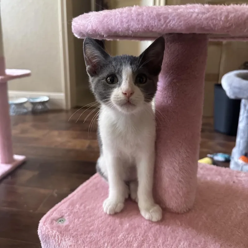 A baby small-sized male Gray / Blue / Silver Domestic Short Hair cat named Teddy for adoption in San Antonio, TX
