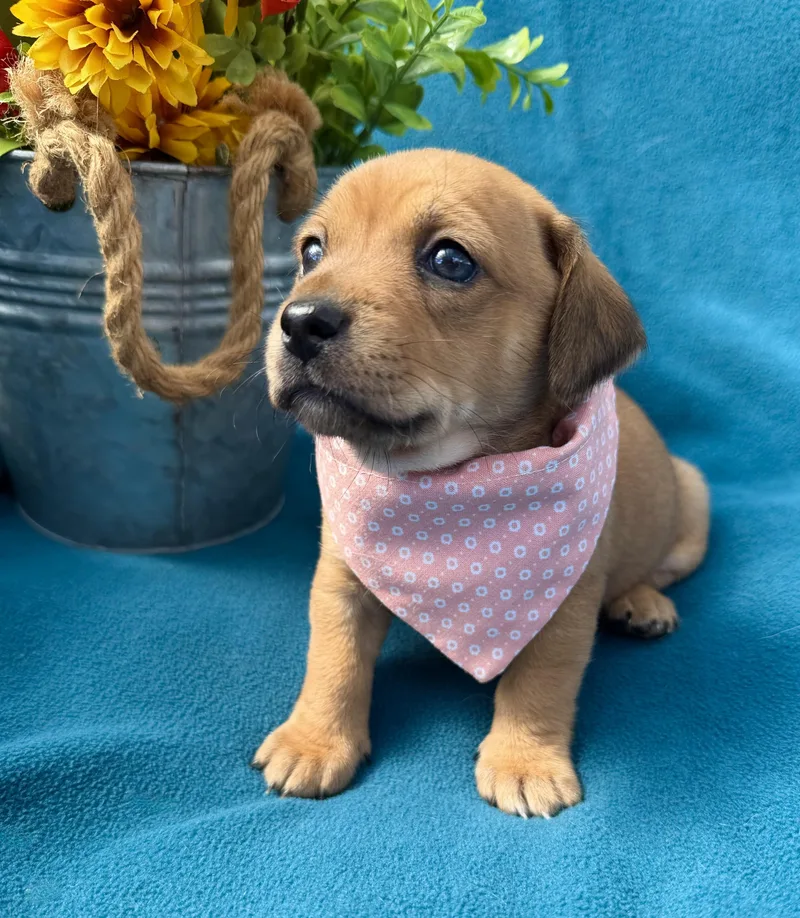 A baby small-sized female Red / Chestnut / Orange Dachshund dog named Ember for adoption in Corona Del Mar, CA
