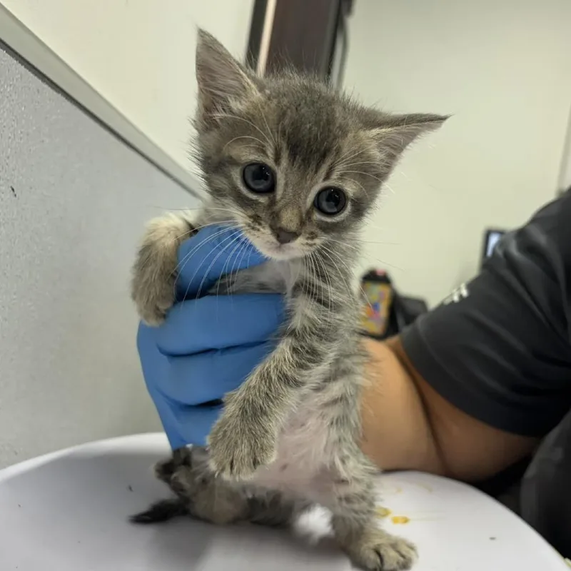 A baby small-sized female Gray / Blue / Silver Domestic Medium Hair cat named Patty for adoption in Tampa, FL