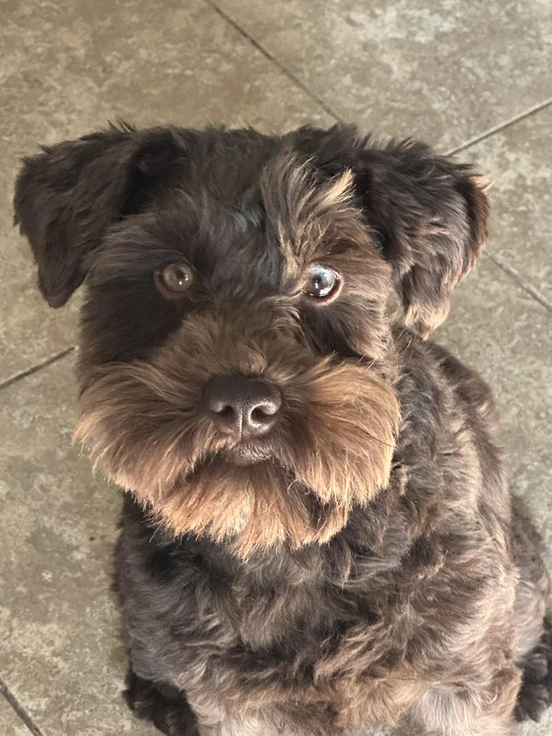 An adult small-sized female Brown / Chocolate Schnauzer dog named Penny for adoption in Colorado Springs, CO