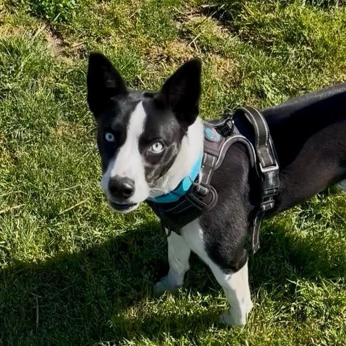 An adult medium-sized female Basenji dog named Bailey Sponsored by for adoption in Newberg, OR