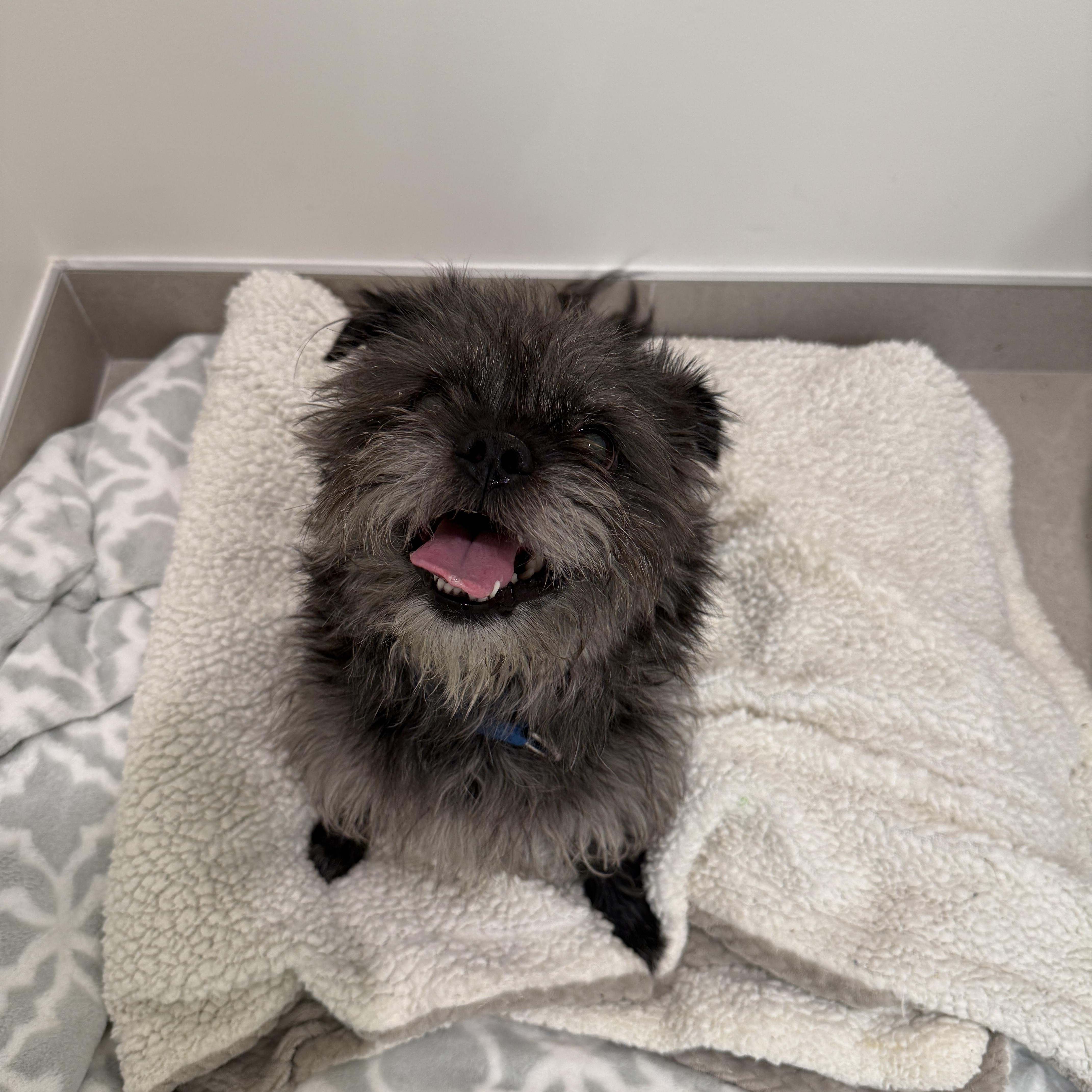 An adult small-sized male Mixed Breed dog named Teddy for adoption in Evanston, IL