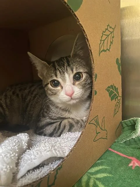 A young small-sized female Domestic Short Hair cat named Annie for adoption in Alameda, CA