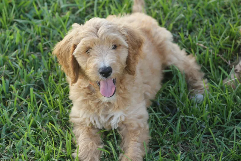 A young medium-sized male Goldendoodle dog named Jeremy for adoption in Orlando, FL
