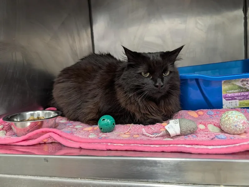An adult small-sized female Domestic Long Hair cat named Charlie for adoption in Angola, IN