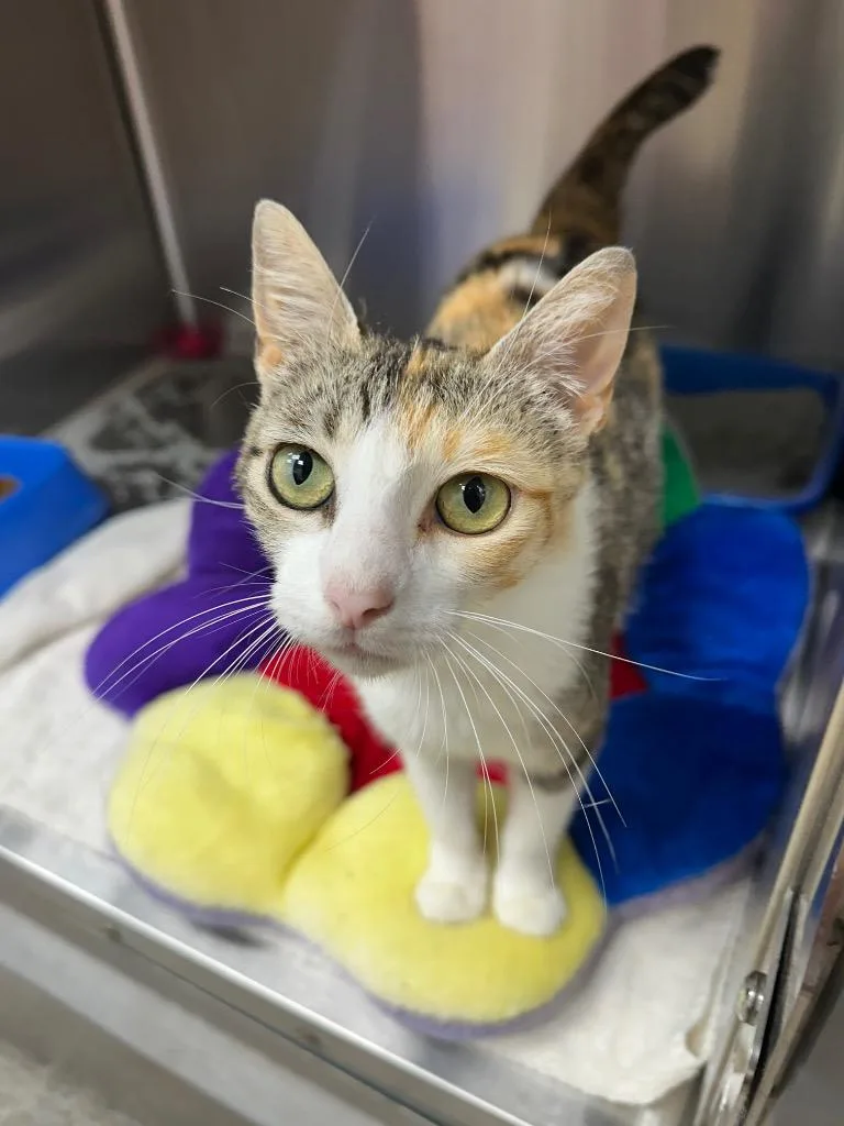 A young medium-sized female Domestic Short Hair cat named Persephone for adoption in Jonesboro, AR