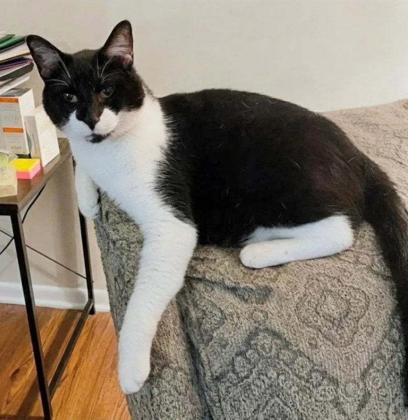 A senior medium-sized male Black & White / Tuxedo Domestic Short Hair cat named Batman for adoption in Norwood, OH