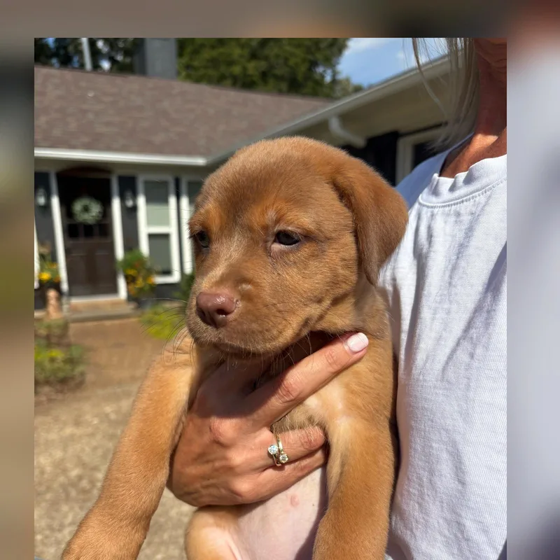 A baby medium-sized female Red / Chestnut / Orange Labrador Retriever dog named Cinnamon for adoption in Cordova, TN