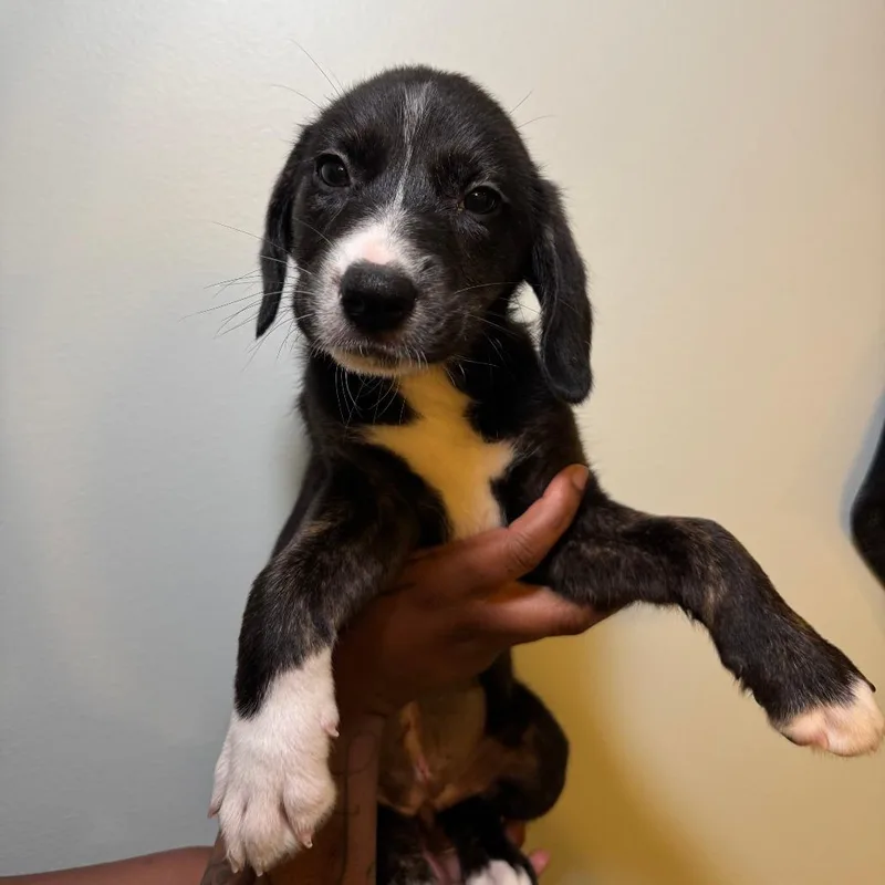 A baby small-sized female Black Mixed Breed dog named Lilly for adoption in Saint Charles, MO
