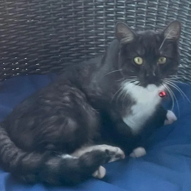 A young medium-sized male Black & White / Tuxedo Tuxedo cat named Merlin for adoption in Los Altos Hills, CA