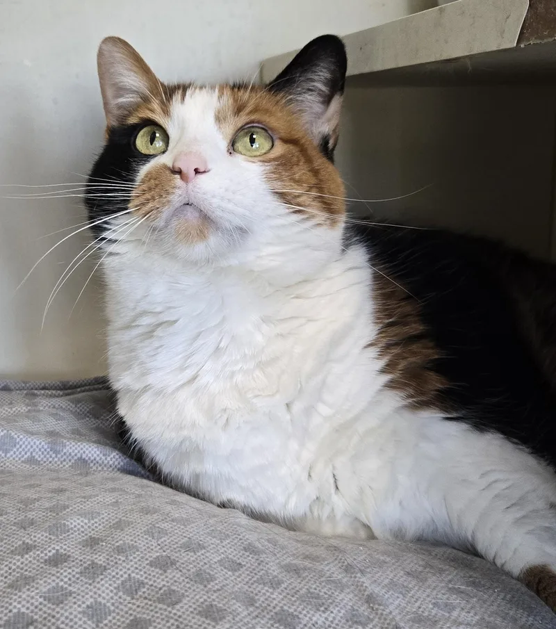A senior large-sized female Domestic Short Hair cat named Mischief for adoption in Mokena, IL
