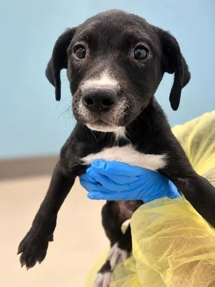 A young medium-sized male Terrier dog named Davy for adoption in Gulfport, MS