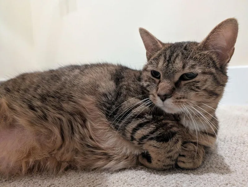 A young large-sized female Domestic Short Hair cat named Emmy for adoption in Chicago, IL