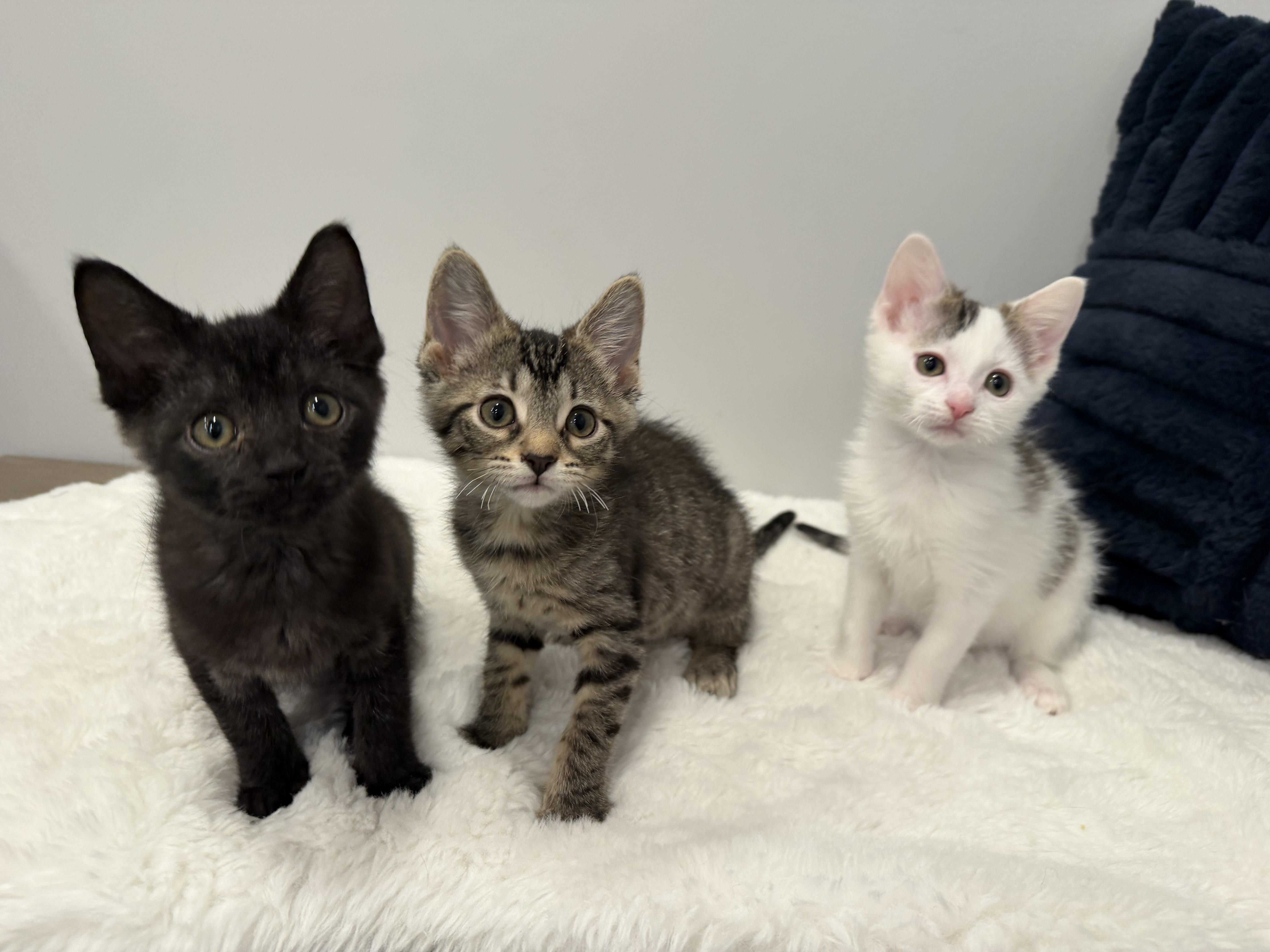 A baby medium-sized female Tabby (Brown / Chocolate) Domestic Short Hair cat named Kiwi for adoption in Chicago, IL