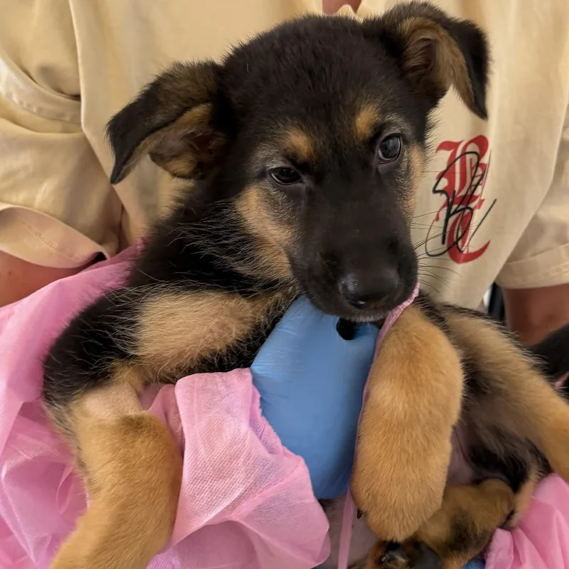 A baby small-sized female German Shepherd Dog dog named Little Twin Stars for adoption in Los Angeles, CA