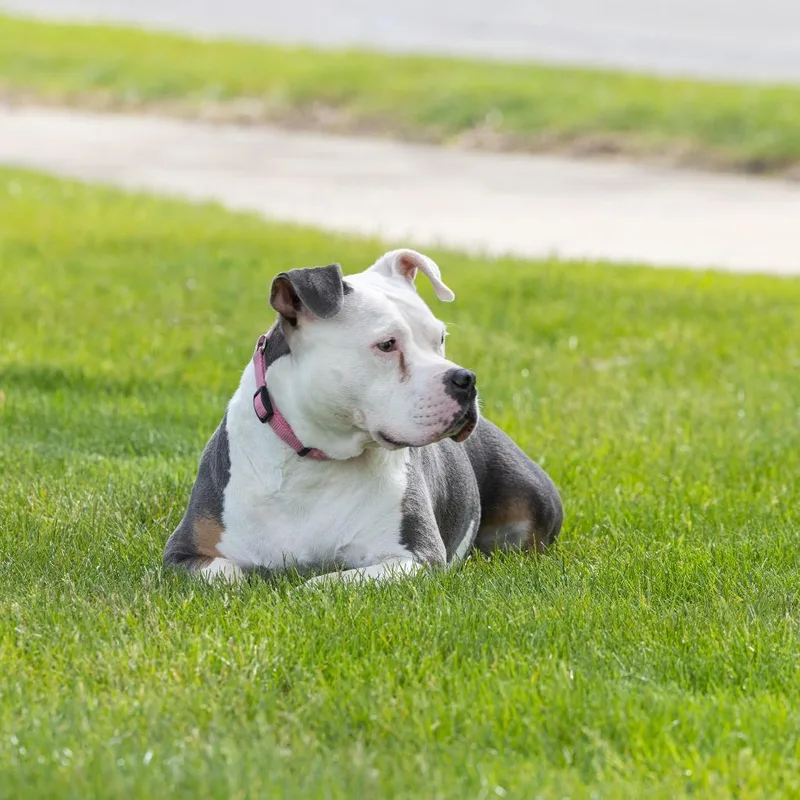 A senior medium-sized female Gray / Blue / Silver Mixed Breed dog named Glenda for adoption in Dearborn, MI