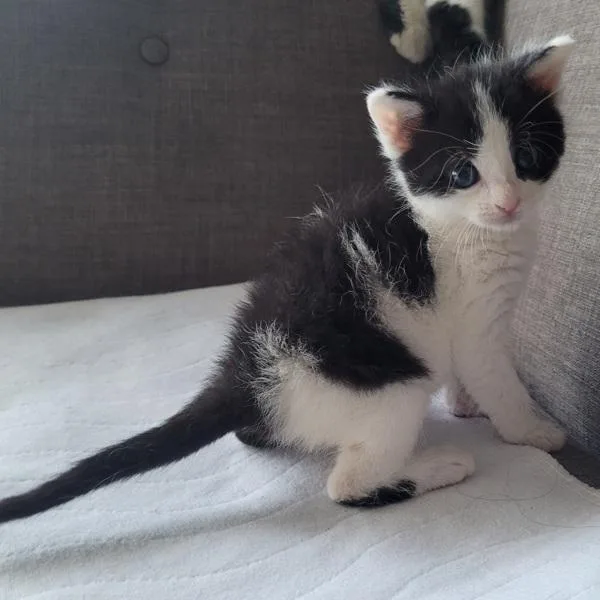 A baby small-sized female Domestic Short Hair cat named Rosie Posie for adoption in Dublin, CA