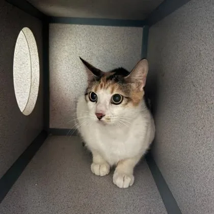 An adult small-sized female Domestic Short Hair cat named Rosalind for adoption in West Chester, PA