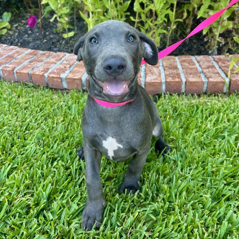 A baby medium-sized female Mixed Breed dog named Juliet for adoption in Bryan, TX