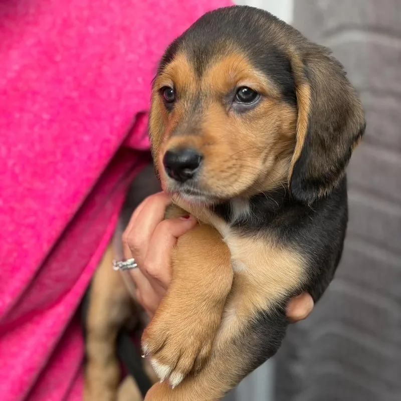 A baby medium-sized female Black Mixed Breed dog named Mayzie for adoption in Fredericksburg, VA