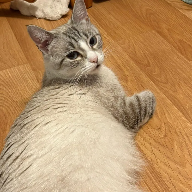 A young small-sized female Lilac Point Domestic Short Hair cat named Iris for adoption in Pittsburg, KS