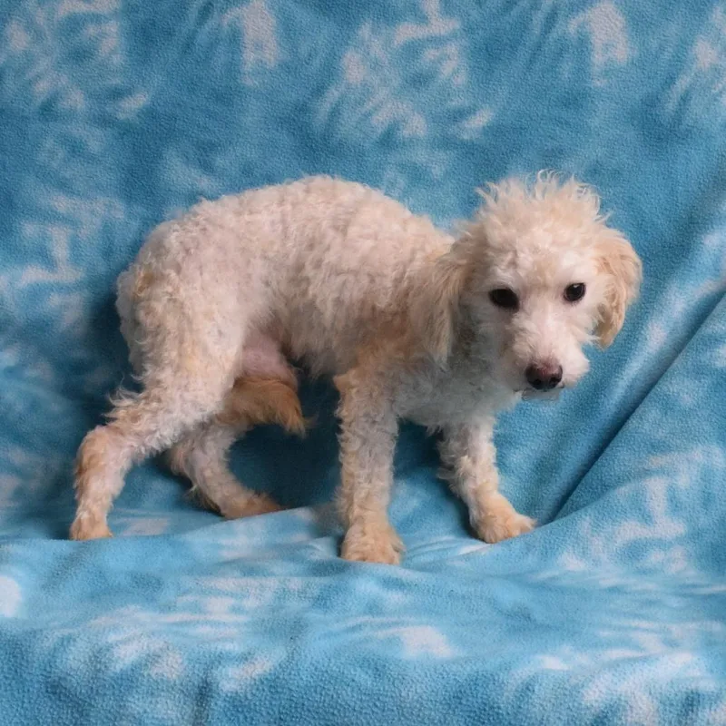Waldorf