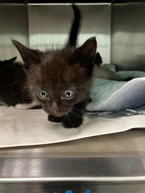 A baby small-sized male Domestic Short Hair cat named Max for adoption in Dallas, TX