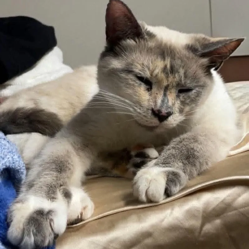 An adult medium-sized female American Shorthair cat named Tish for adoption in Fort Payne, AL