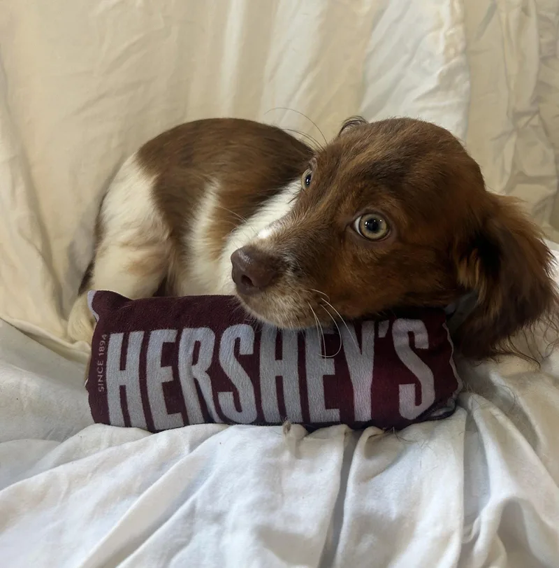 A baby small-sized male Cocker Spaniel dog named Hershey for adoption in Pipe Creek, TX