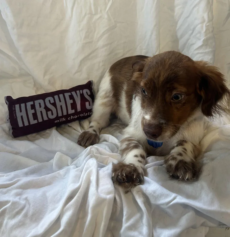 Hershey thumbnail 2