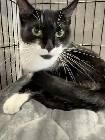 A young medium-sized female Black & White / Tuxedo Tuxedo cat named Felicia for adoption in Minneapolis, MN