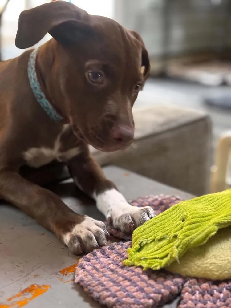 A baby medium-sized female Tricolor (Brown, Black, & White) Labrador Retriever dog named Raya for adoption in Valley Stream, NY