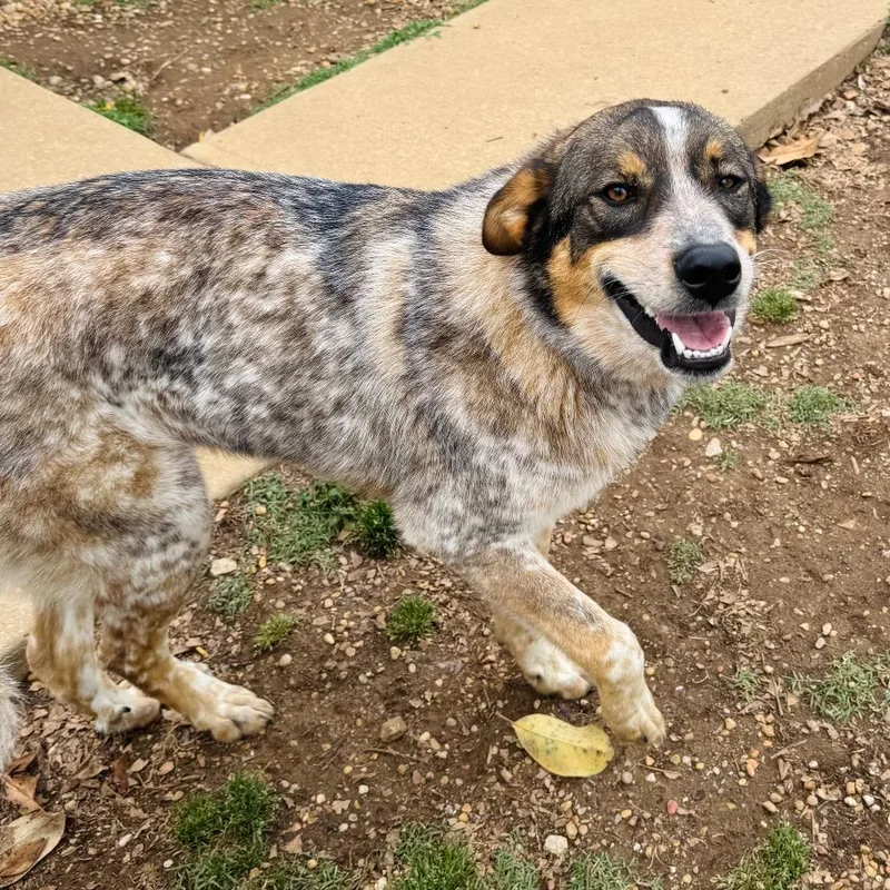 A young large-sized male Brown / Chocolate Australian Shepherd dog named Derek for adoption in Brownsboro, AL