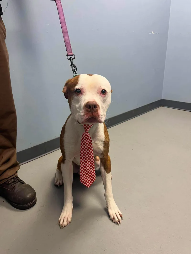 A young medium-sized male Red / Chestnut / Orange Terrier dog named Kingston for adoption in Zanesville, OH