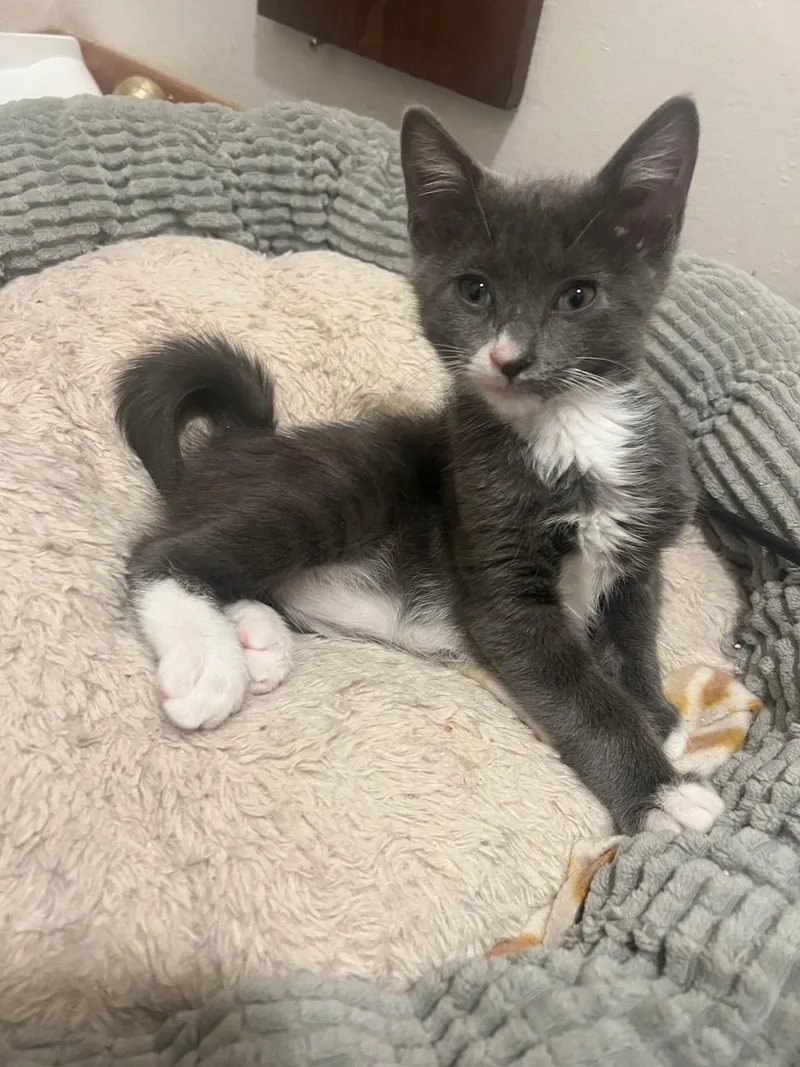 A baby small-sized male Gray & White Domestic Short Hair cat named Mccaffrey for adoption in Hollister, CA