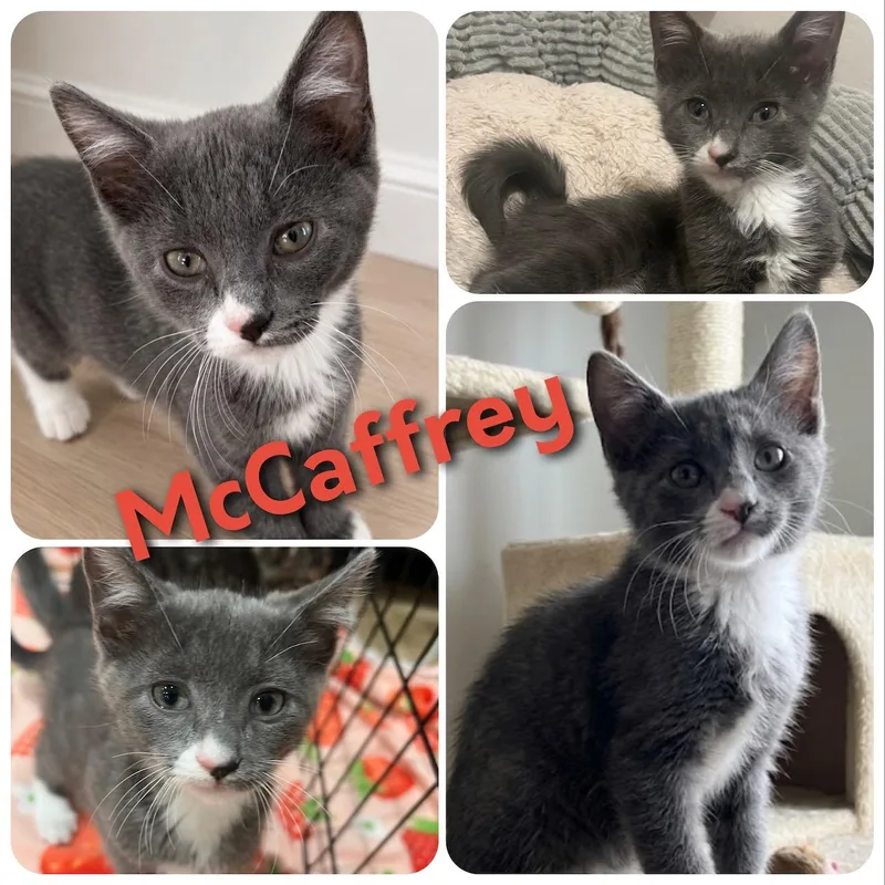 Mccaffrey thumbnail 3