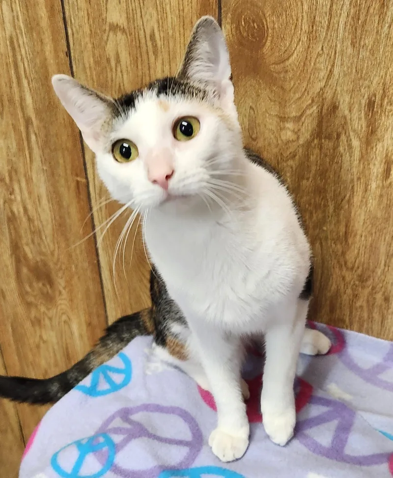 A young medium-sized female Tabby (Tiger Striped) Domestic Short Hair cat named Beth for adoption in Linden, NJ