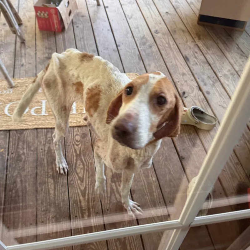 An adult medium-sized female White / Cream Hound dog named Miley for adoption in Fairfax, VA