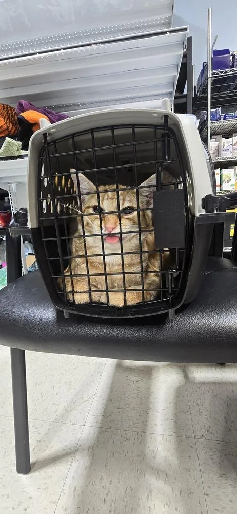 A baby medium-sized male Orange & White Domestic Short Hair cat named Cake for adoption in Kinston, NC